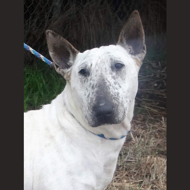 Photo of Scarlet   Foster Carer Needed