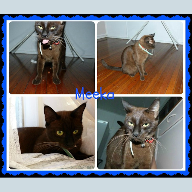 Photo of Meeka