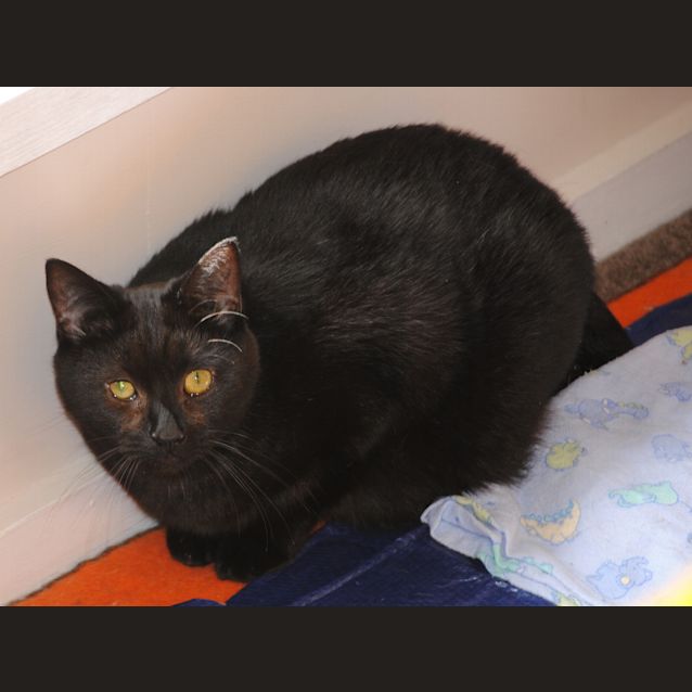 Photo of Midnight   Special Home Required