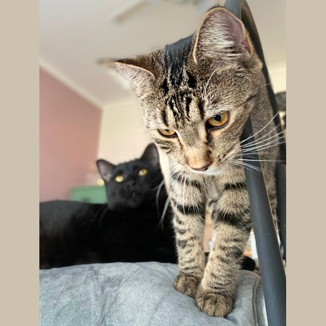 Photo of Jojo & Frankie 🧡🧡
