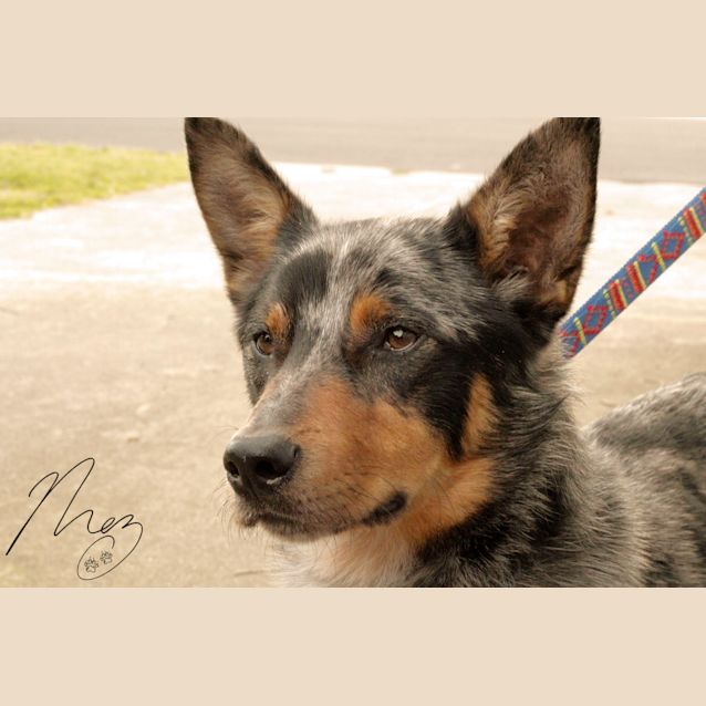 Dog Breed Koolie X Kelpie Border Collie X Kelpie Online