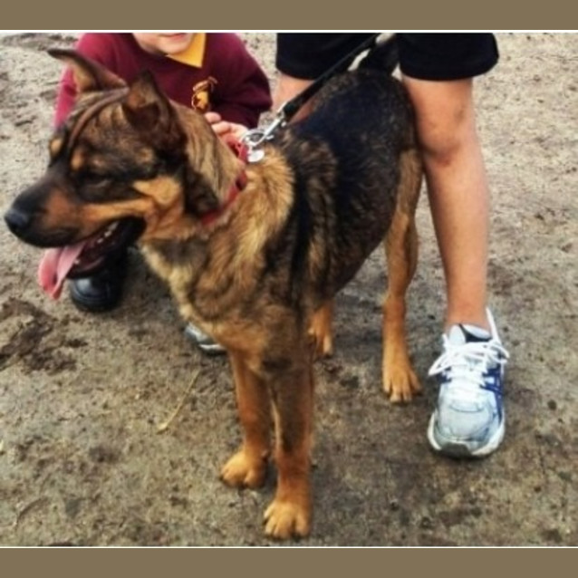 Photo of Fonzie   Adoption Pending