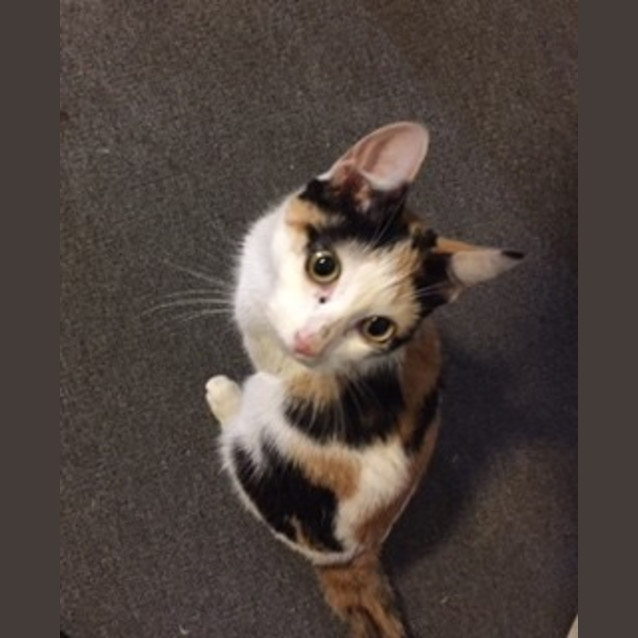 Photo of Patches