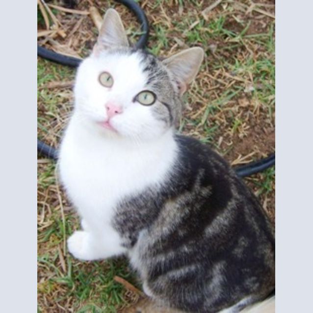 Photo of Peanut Adoption Pending
