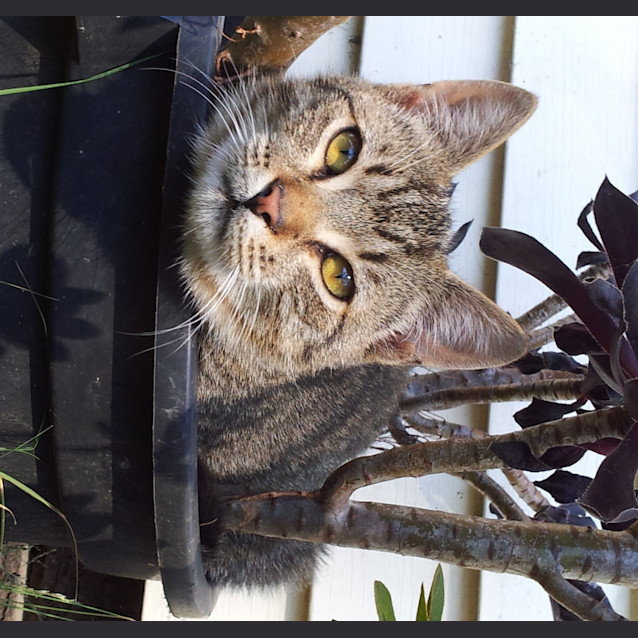 Photo of Purry Clivey * Adopted : ) *