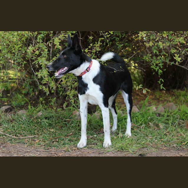 Photo of Moe (On Temp Hold While Getting Training)