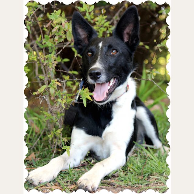 Photo of Moe (On Temp Hold While Getting Training)