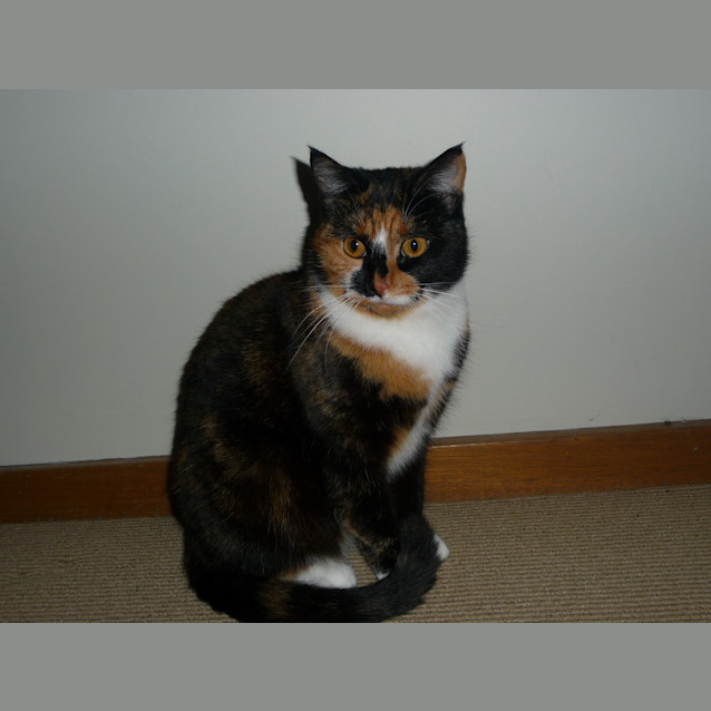 Photo of Slipper