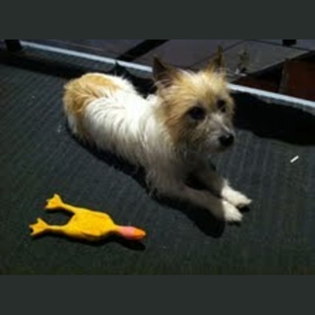 Photo of Muffy