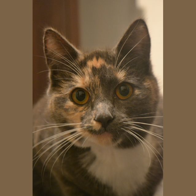 Photo of Billie * On Trial In Her New Home *