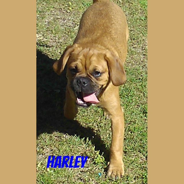Photo of Harley The Pugalier (On Trial)