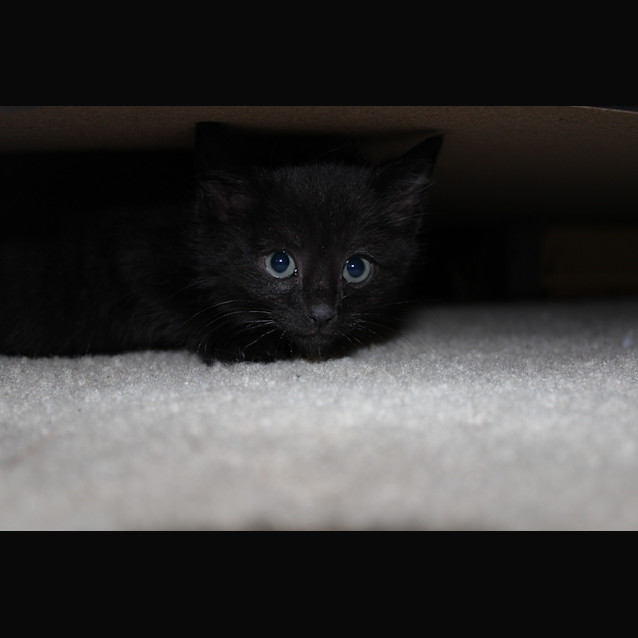 Photo of Kado *Adoption Pending*
