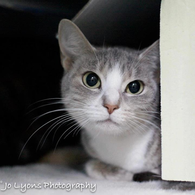 Photo of Kitty