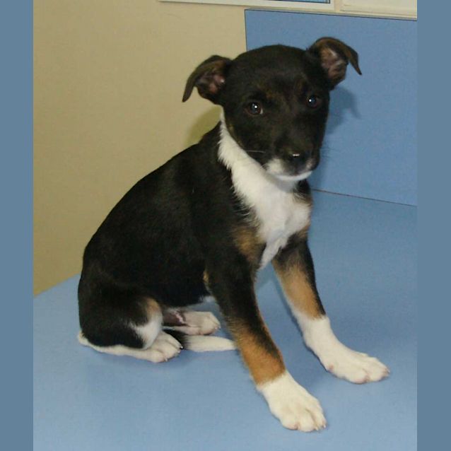 Photo of Patchet