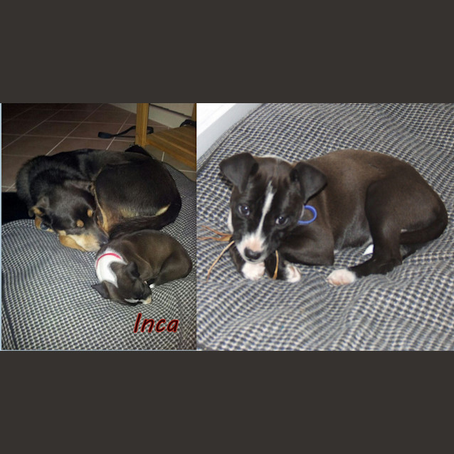 Photo of Inca (On Trial)