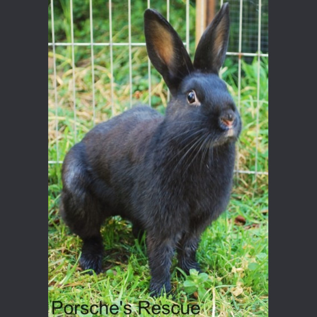 Photo of Evelynne  Desexed And Vaccinated  On Hold