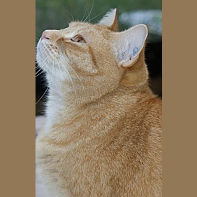 Photo of Lily Rare Female Ginger Beauty
