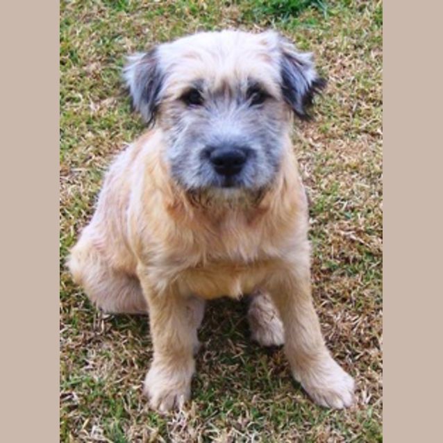 Photo of Sandi Adoption Pending