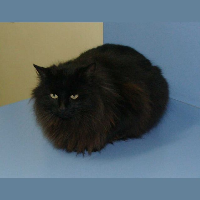 Photo of Jinxie