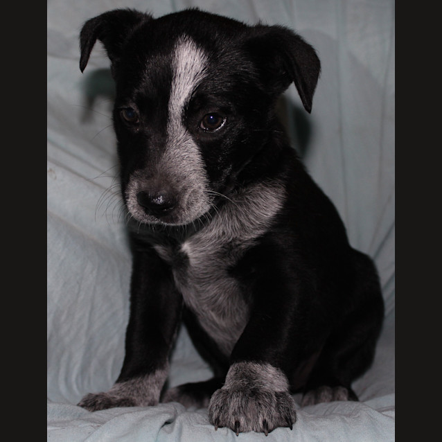 Photo of Deedee *Adoption Pending*