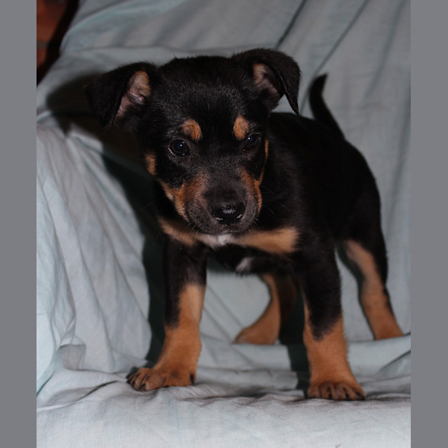 Photo of Rizzo *Adoption Pending*