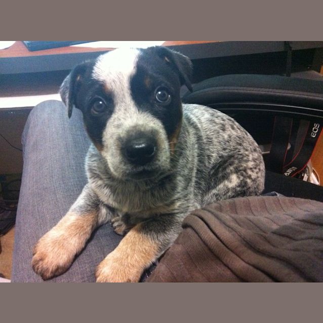 Photo of Scout