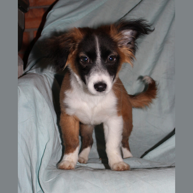 Photo of Mojo