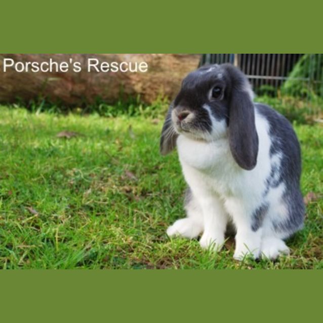 Photo of Gracie   Desexed And Vaccinated   On Hold