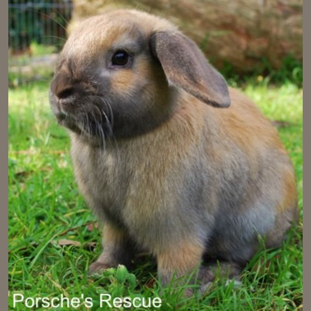 Photo of Peanut   Desexed And Vaccinated   On Hold