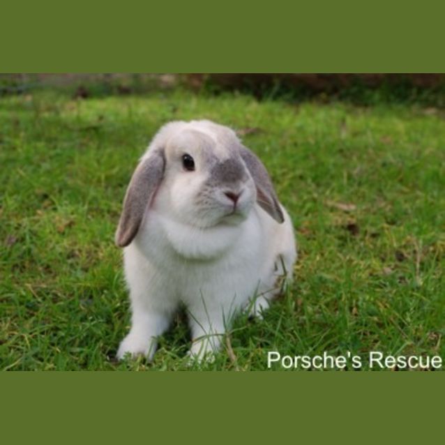 Photo of Cupcake   Desexed And Vaccinated   On Hold