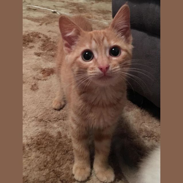 Photo of Tinsel