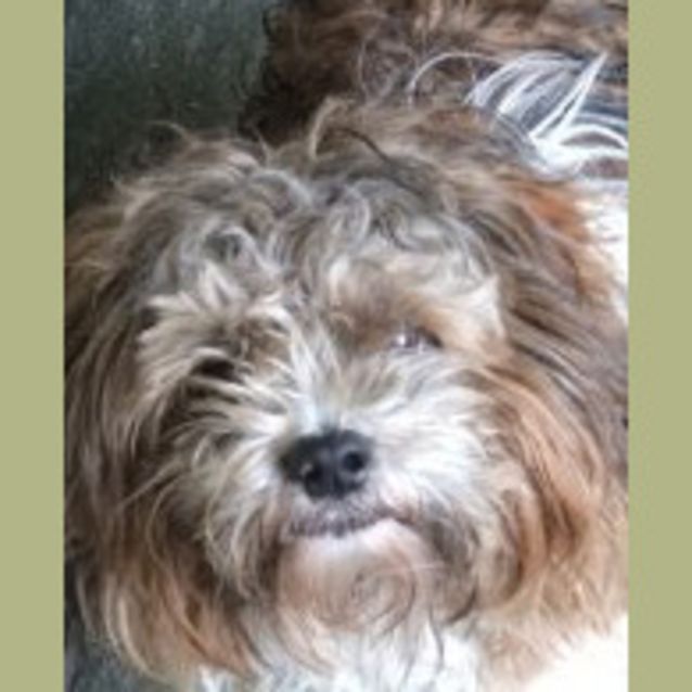 Photo of Dougal