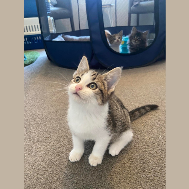 Photo of Ares