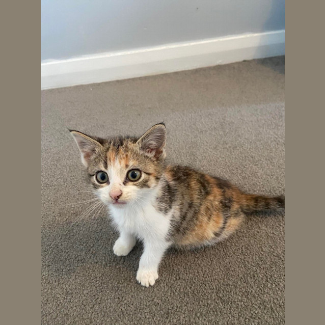 Photo of Artemis