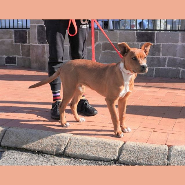 Photo of Tinka
