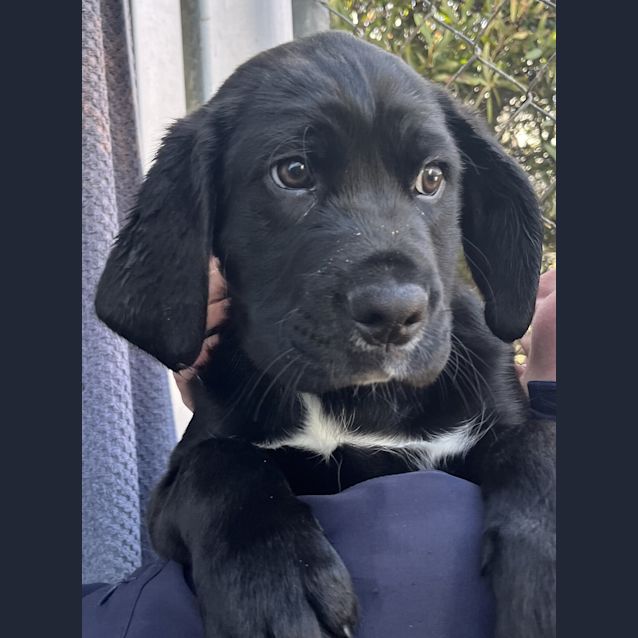 Photo of Jasper