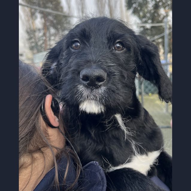 Photo of Copper