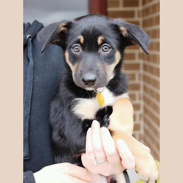 Photo of Nala