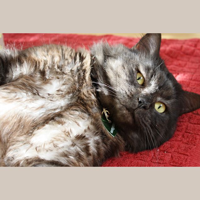 Photo of Zulu