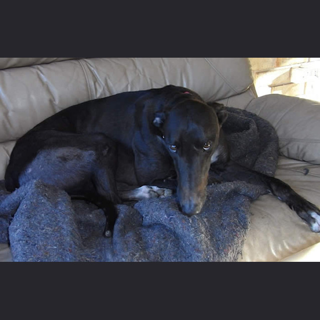 Photo of Charlie