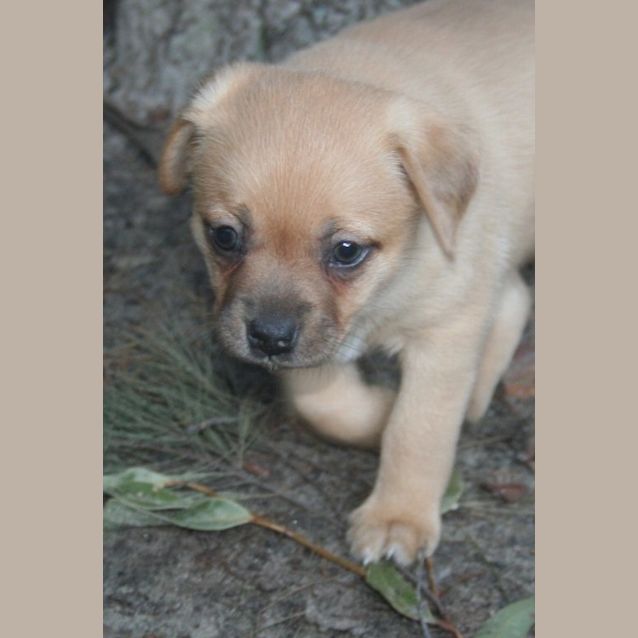 Photo of Ewok