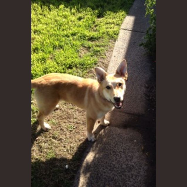 Photo of Honey