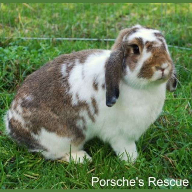 Photo of Bugs And Calico