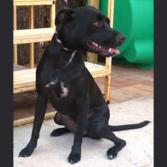 Photo of Opal