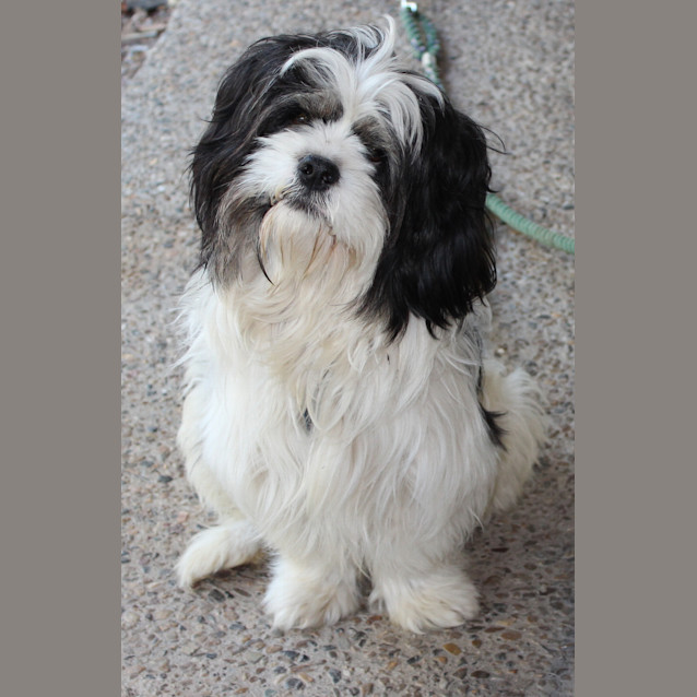 Photo of Bo