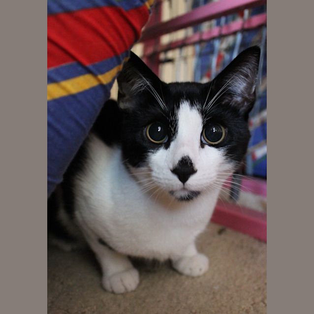 Photo of Elmo ($100 Kitten!)