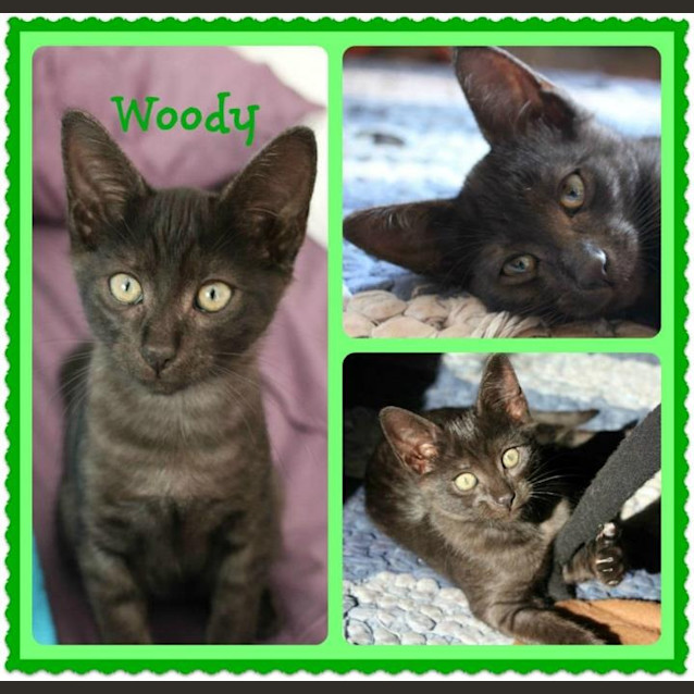 Photo of Woody