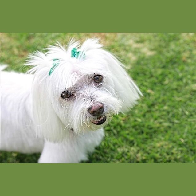 Photo of Lilley