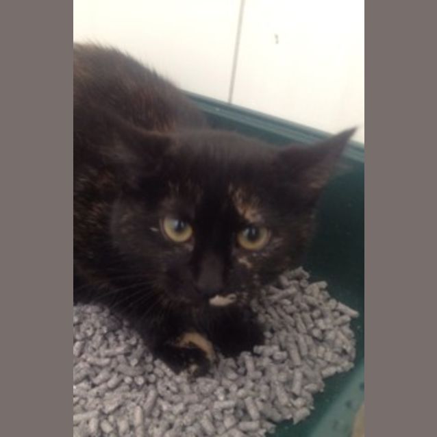 Photo of Pixie **Loving Home Needed**