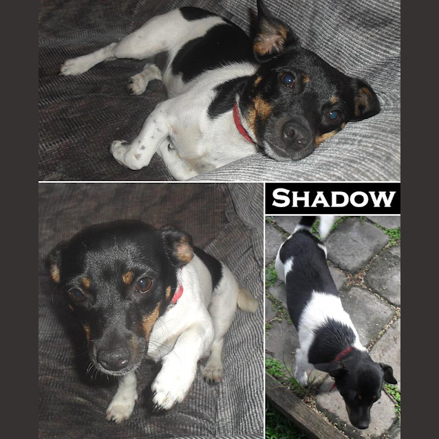 Photo of Shadow